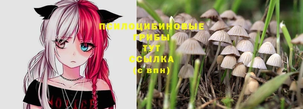 крисы Абаза